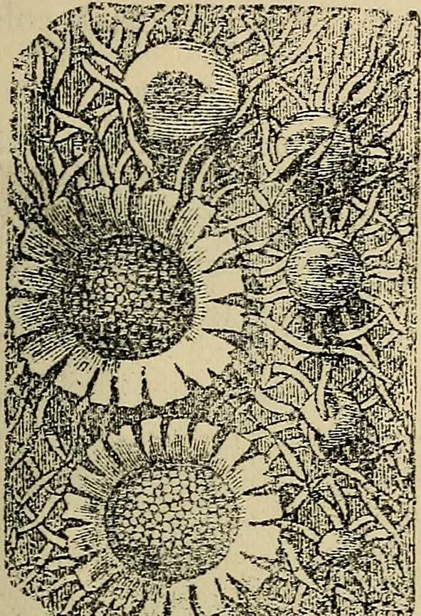 An illustration from The microscope and its revelations, 1881, leaf 452