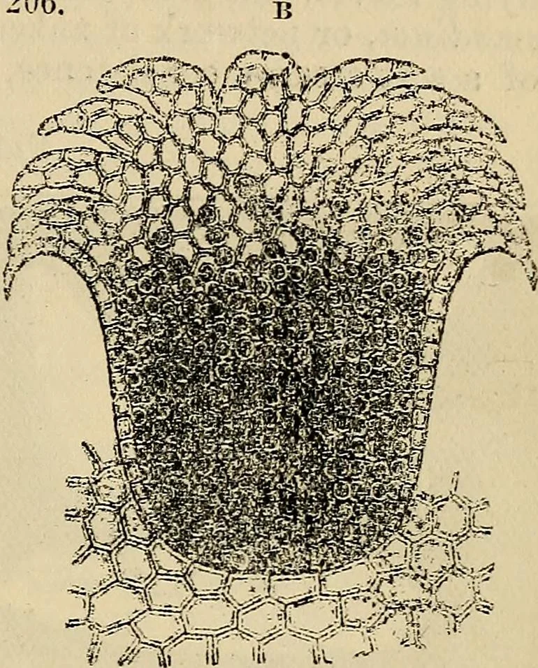 An illustration from The microscope and its revelations, 1881, leaf 452