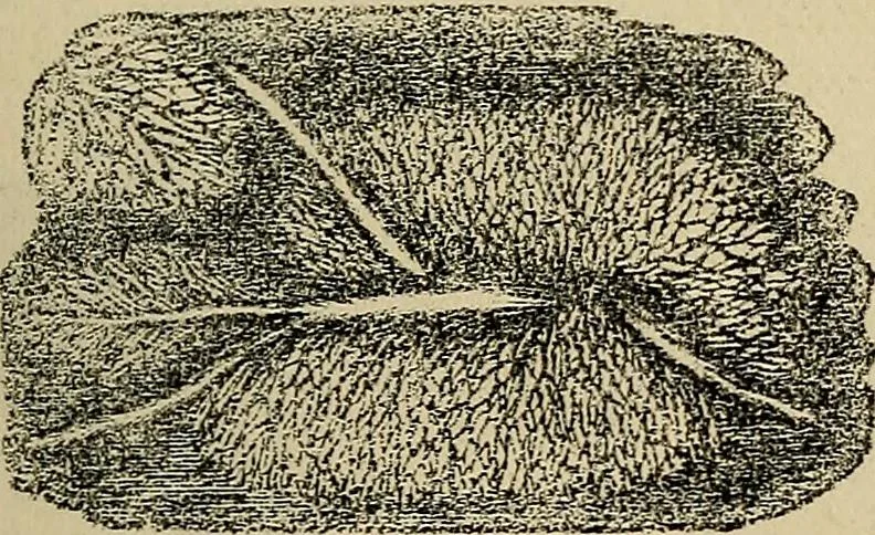 An illustration from The microscope and its revelations, 1881, leaf 452