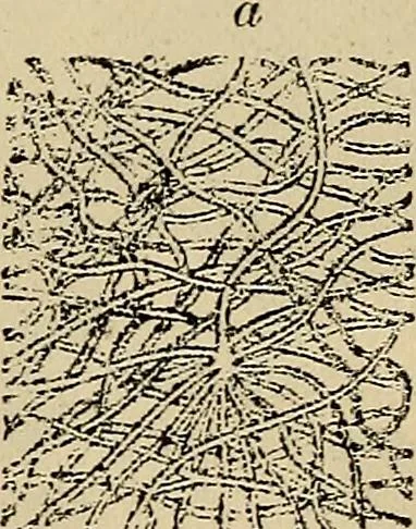 An illustration from The microscope and its revelations, 1881, leaf 452
