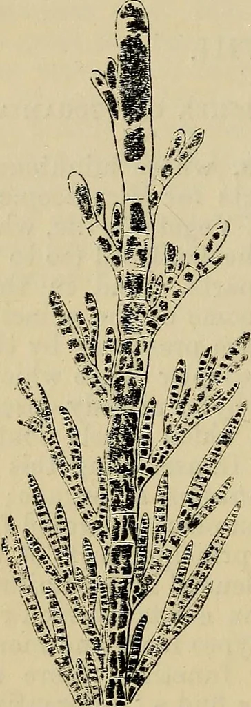 An illustration from The microscope and its revelations, 1881, leaf 461