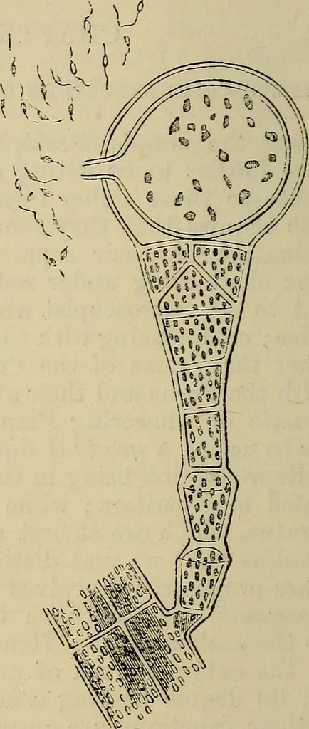 An illustration from The microscope and its revelations, 1881, leaf 461