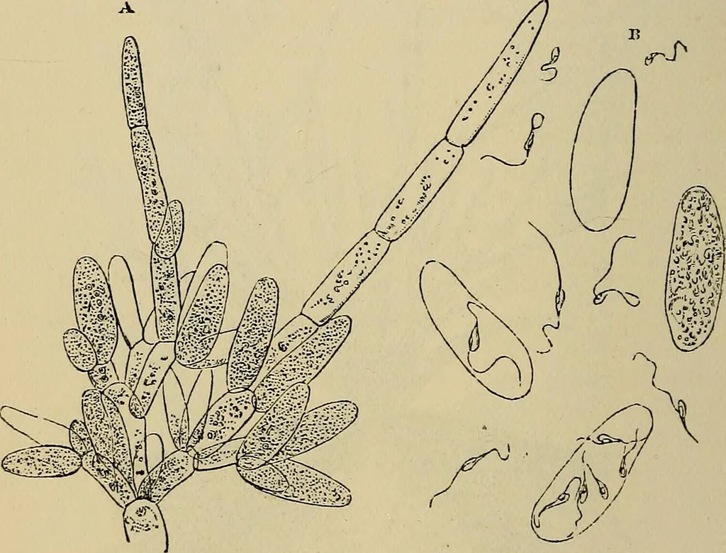 An illustration from The microscope and its revelations, 1881, leaf 463