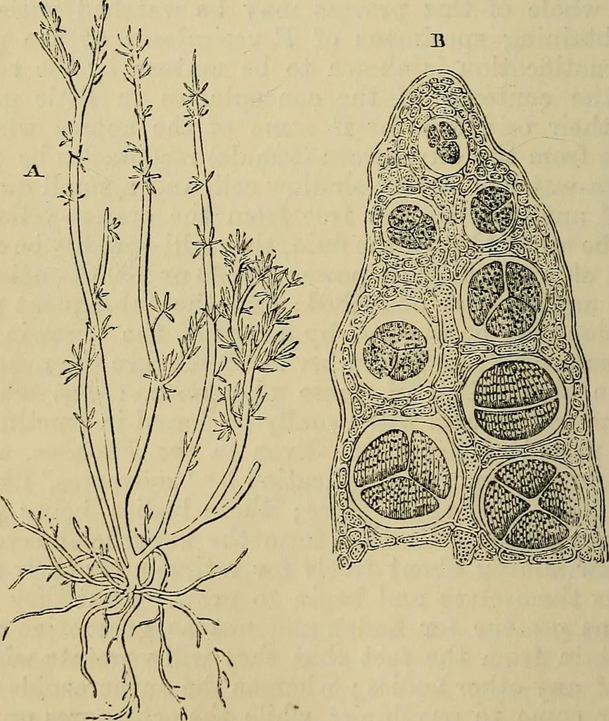 An illustration from The microscope and its revelations, 1881, leaf 465