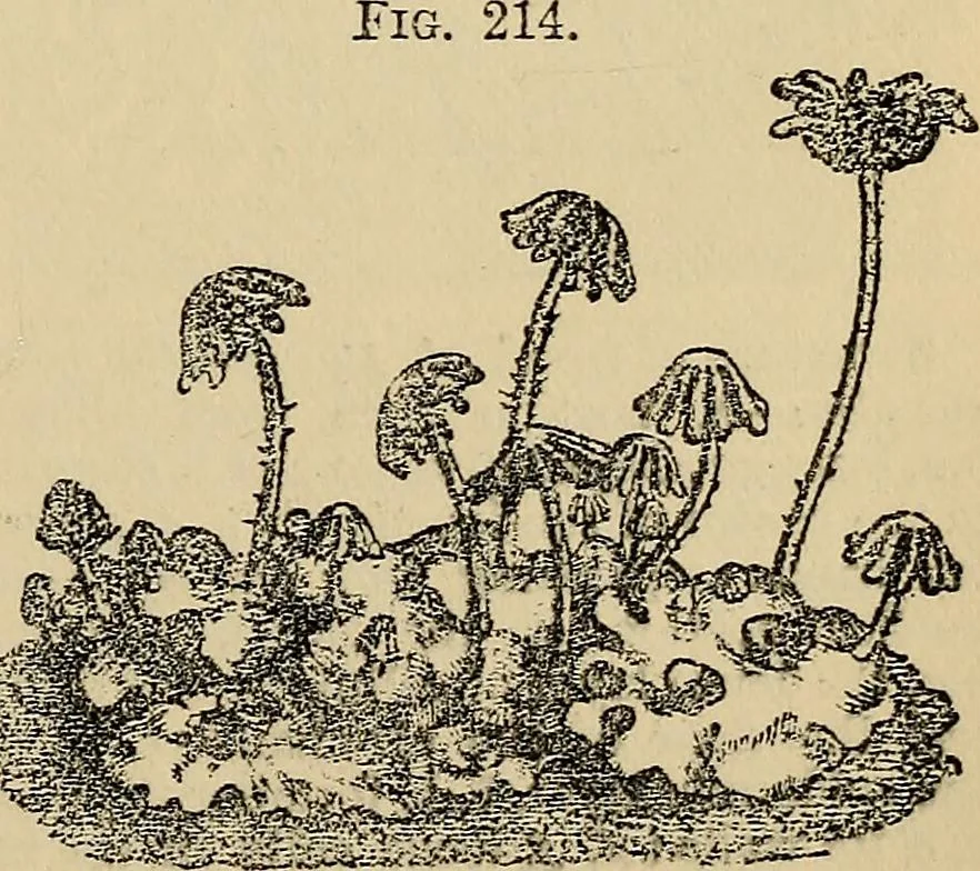 An illustration from The microscope and its revelations, 1881, leaf 466