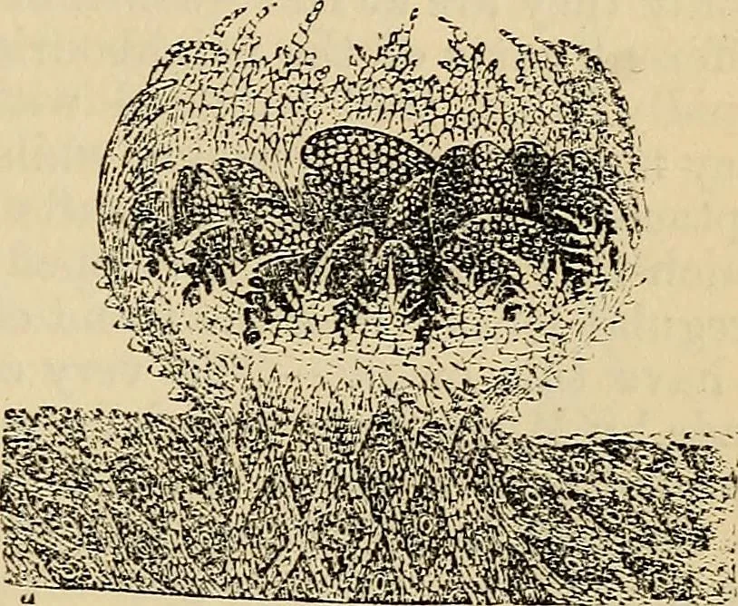 An illustration from The microscope and its revelations, 1881, leaf 468