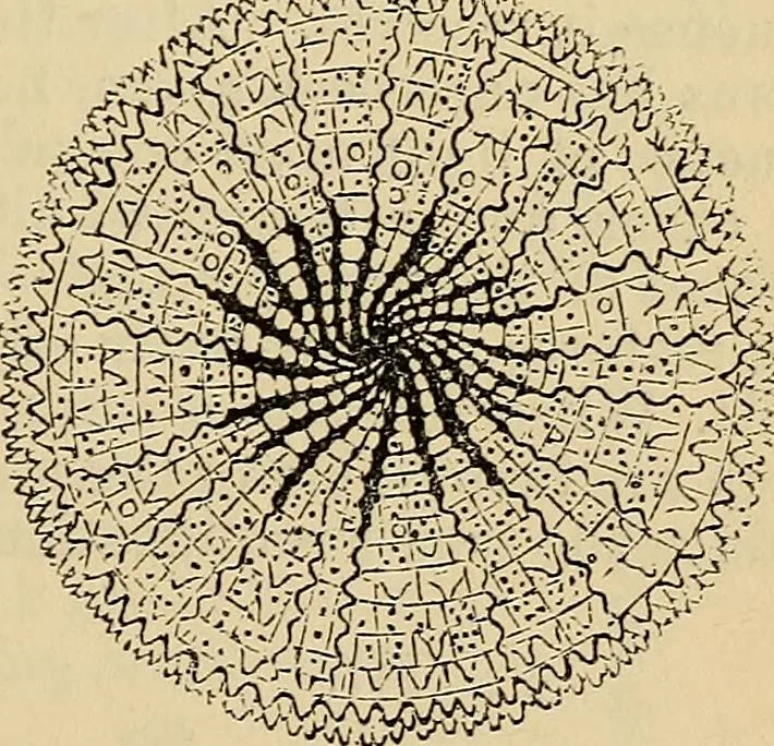 An illustration from The microscope and its revelations, 1881, leaf 468