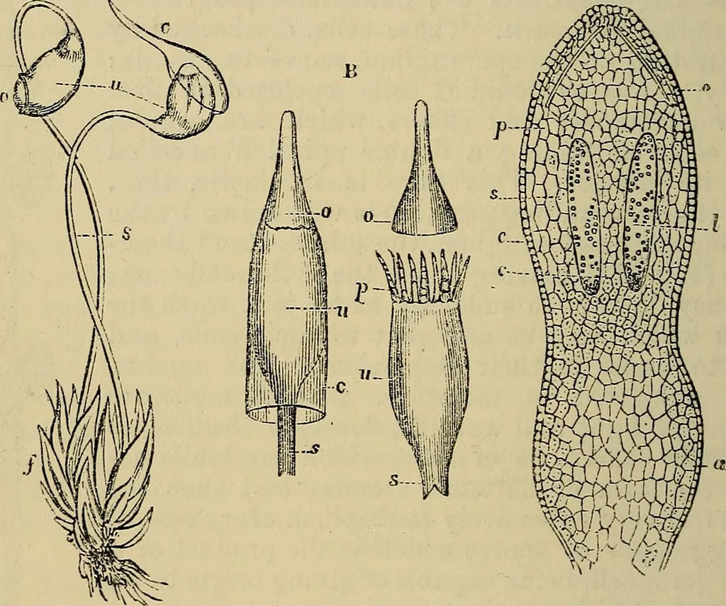 An illustration from The microscope and its revelations, 1881, leaf 471