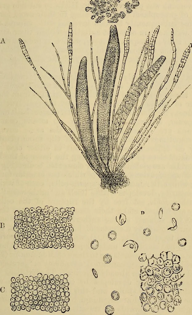 An illustration from The microscope and its revelations, 1881, leaf 472