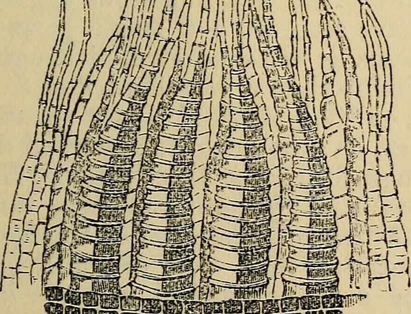 An illustration from The microscope and its revelations, 1881, leaf 474