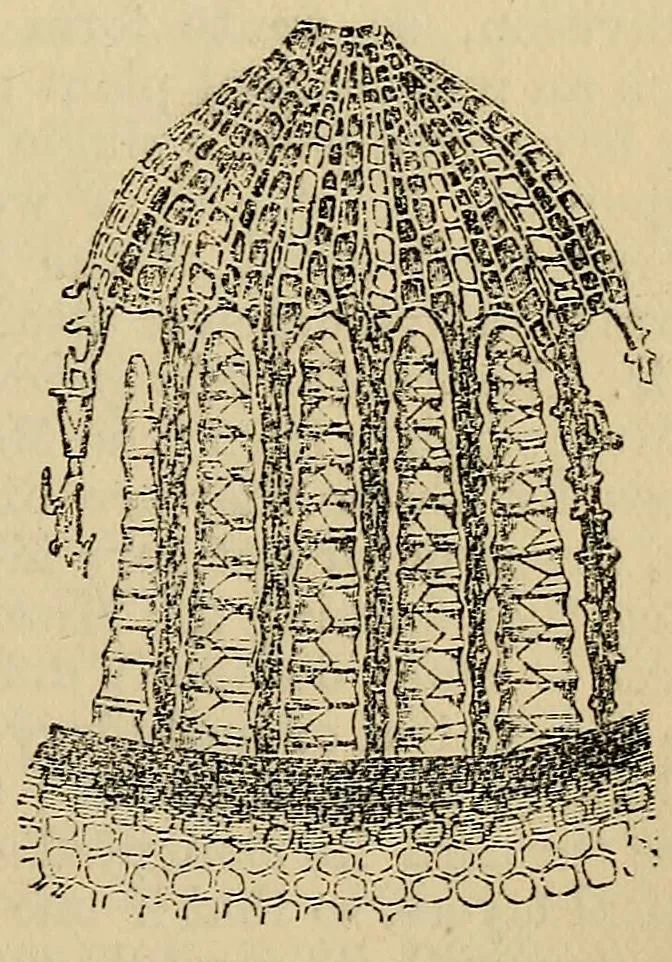 An illustration from The microscope and its revelations, 1881, leaf 474