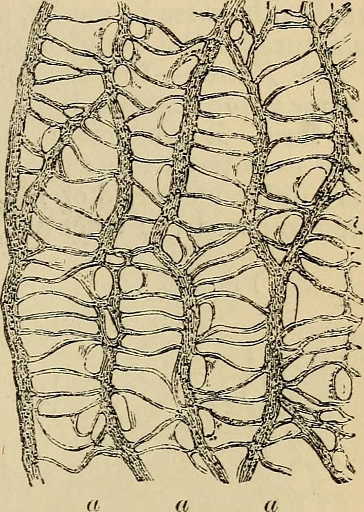 An illustration from The microscope and its revelations, 1881, leaf 476