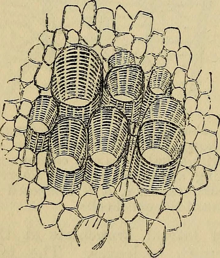 An illustration from The microscope and its revelations, 1881, leaf 477