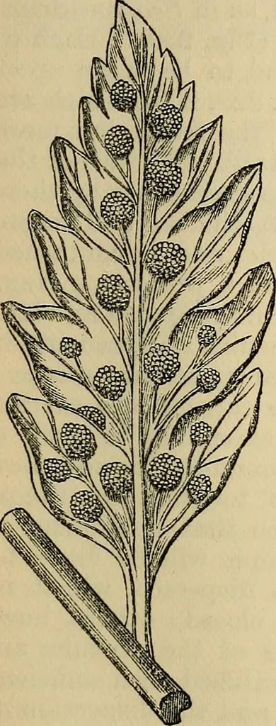 An illustration from The microscope and its revelations, 1881, leaf 478