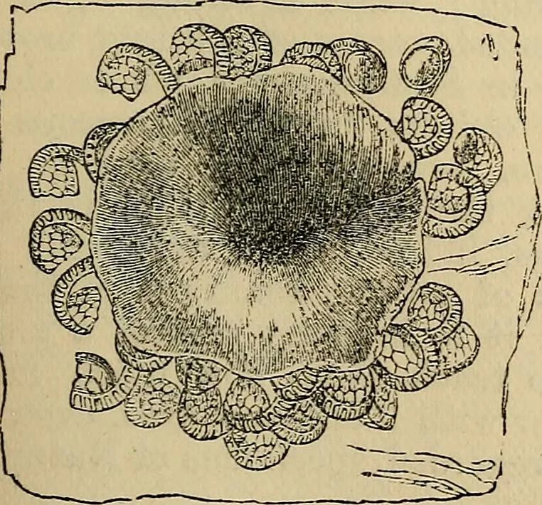An illustration from The microscope and its revelations, 1881, leaf 478
