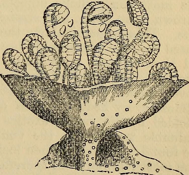 An illustration from The microscope and its revelations, 1881, leaf 478