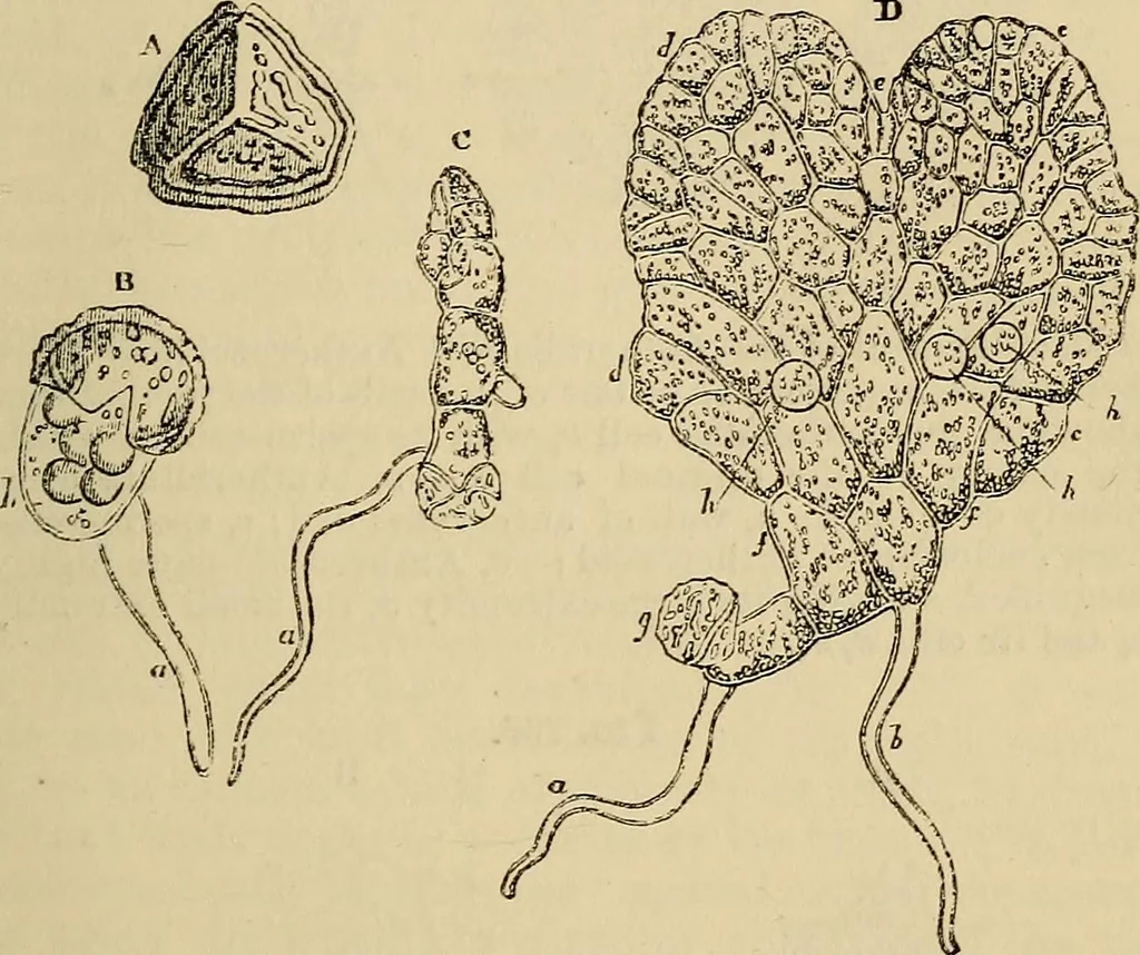 An illustration from The microscope and its revelations, 1881, leaf 480