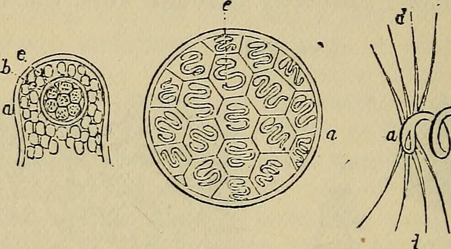 An illustration from The microscope and its revelations, 1881, leaf 481