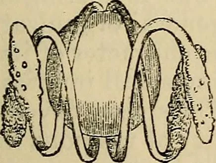 An illustration from The microscope and its revelations, 1881, leaf 484