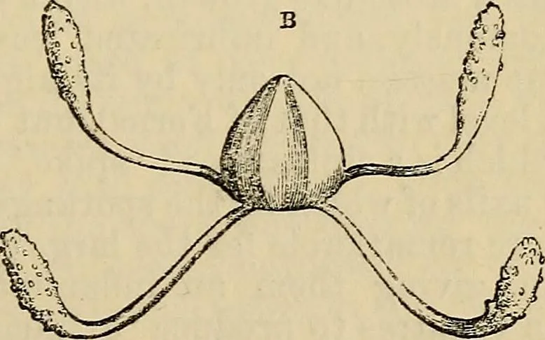 An illustration from The microscope and its revelations, 1881, leaf 484