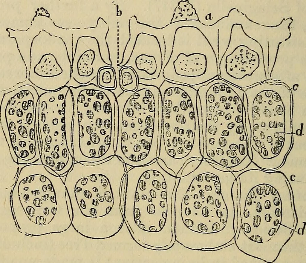 An illustration from The microscope and its revelations, 1881, leaf 489