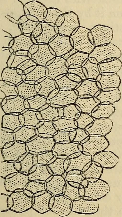 An illustration from The microscope and its revelations, 1881, leaf 490