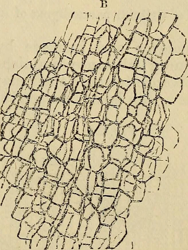 An illustration from The microscope and its revelations, 1881, leaf 490