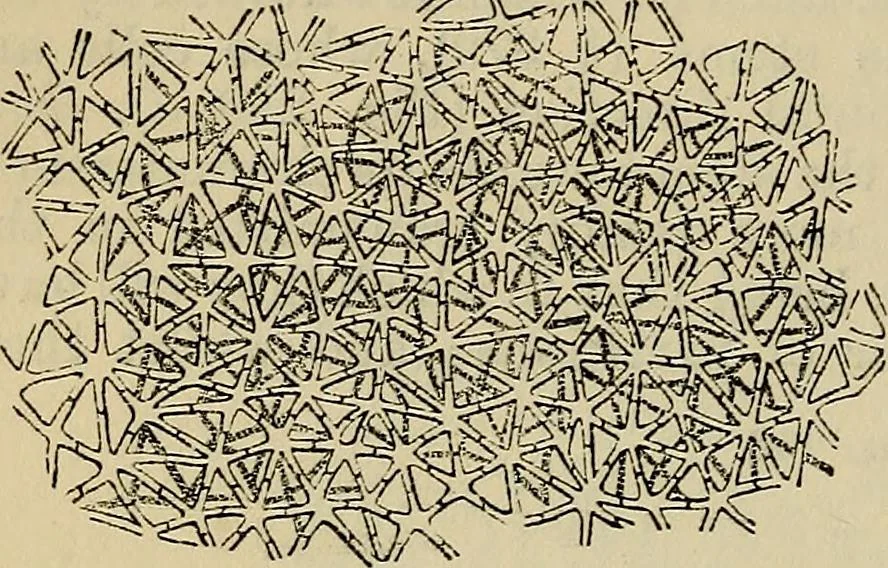 An illustration from The microscope and its revelations, 1881, leaf 491