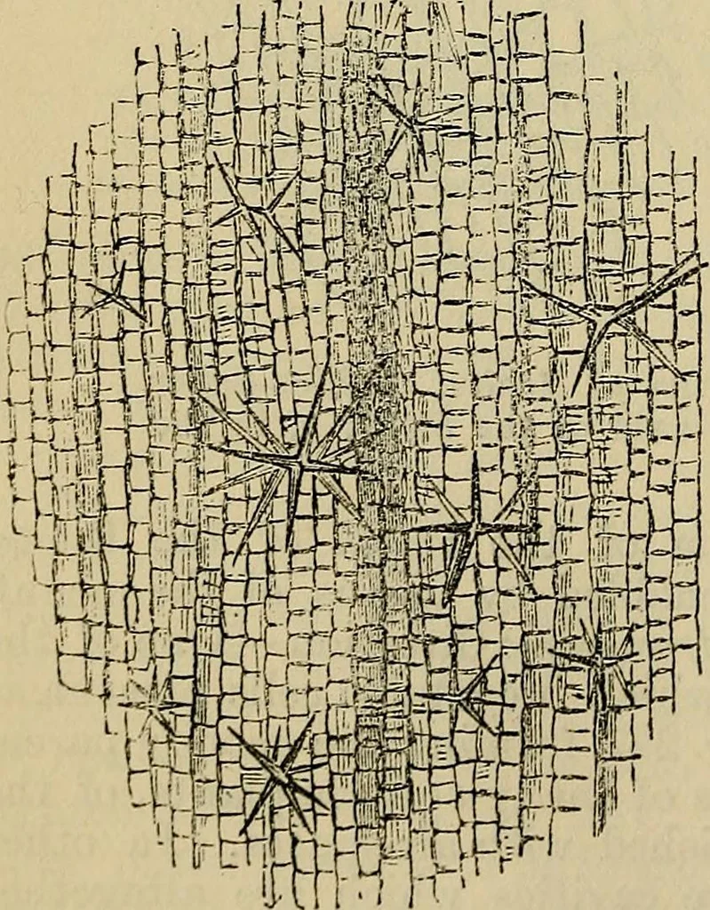 An illustration from The microscope and its revelations, 1881, leaf 491