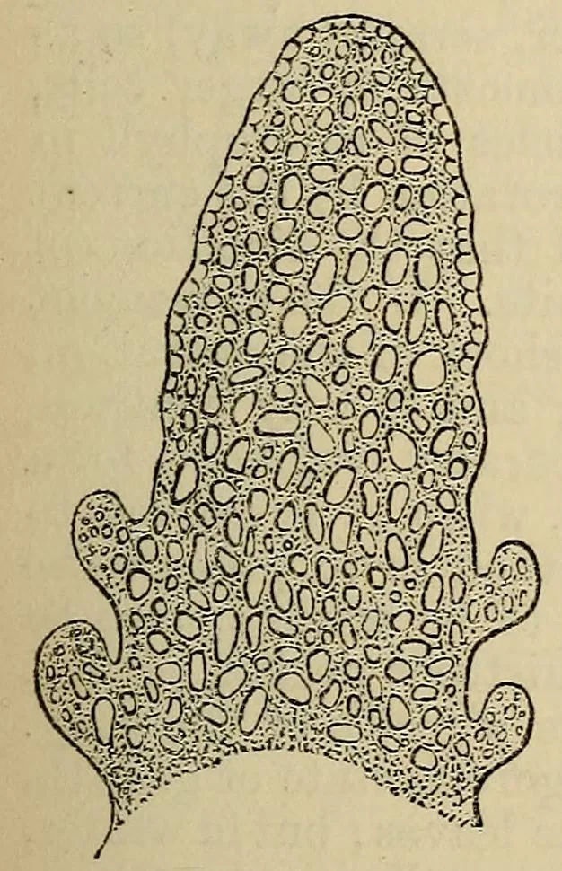 An illustration from The microscope and its revelations, 1881, leaf 492