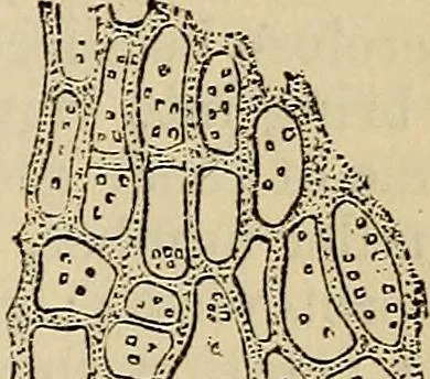 An illustration from The microscope and its revelations, 1881, leaf 492