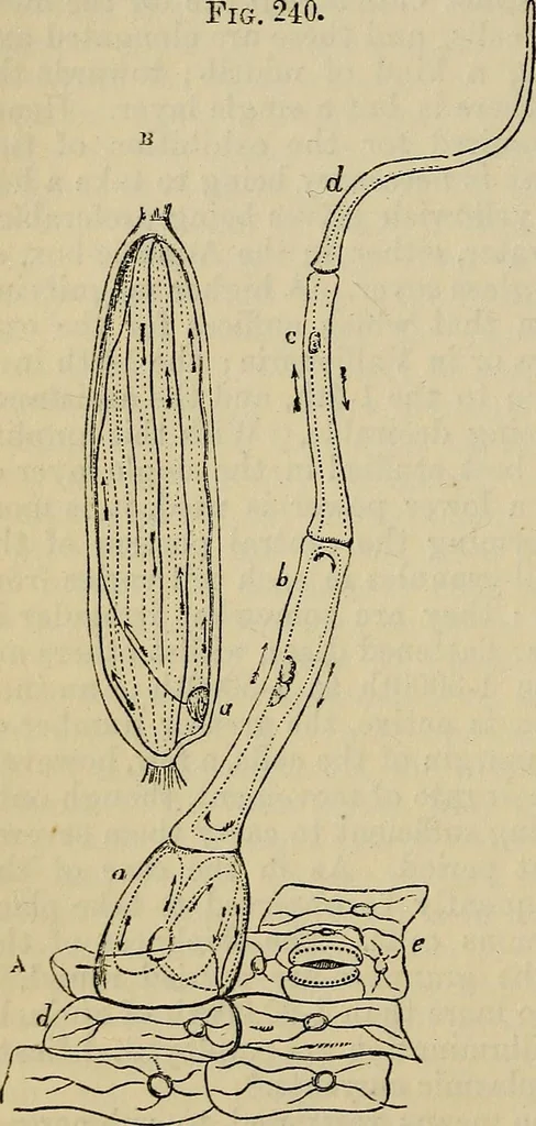 An illustration from The microscope and its revelations, 1881, leaf 495