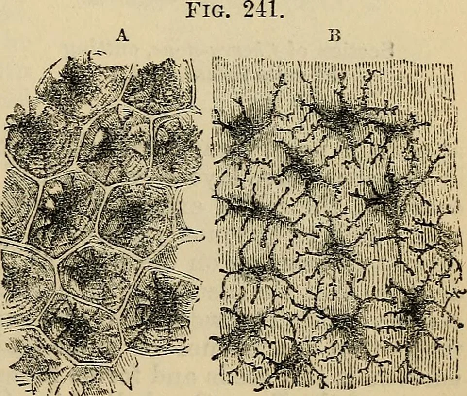 An illustration from The microscope and its revelations, 1881, leaf 496