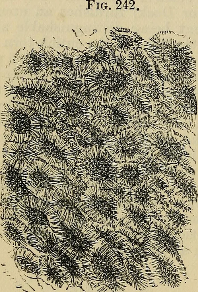 An illustration from The microscope and its revelations, 1881, leaf 497