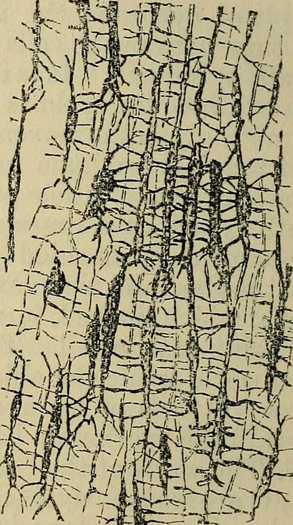An illustration from The microscope and its revelations, 1881, leaf 497