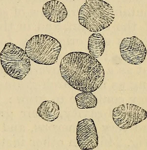 An illustration from The microscope and its revelations, 1881, leaf 498