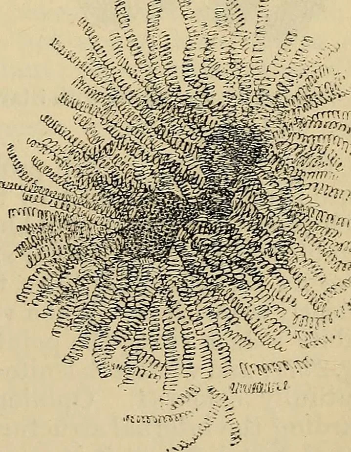 An illustration from The microscope and its revelations, 1881, leaf 498
