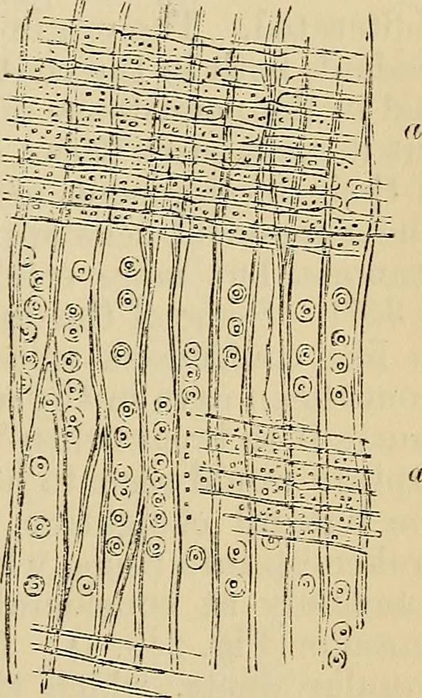 An illustration from The microscope and its revelations, 1881, leaf 502