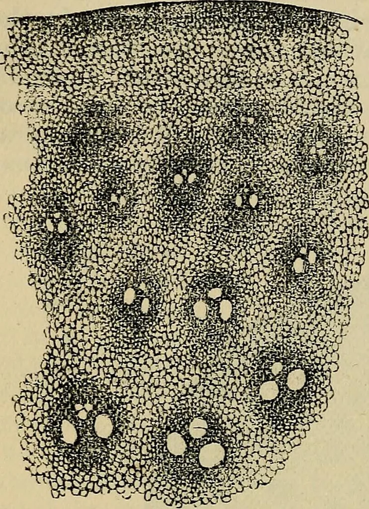 An illustration from The microscope and its revelations, 1881, leaf 507