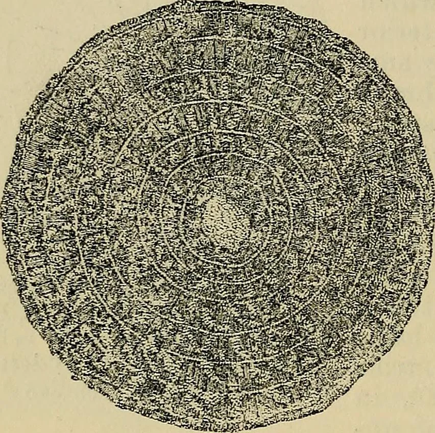 An illustration from The microscope and its revelations, 1881, leaf 509