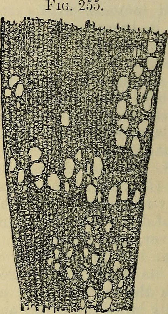 An illustration from The microscope and its revelations, 1881, leaf 509