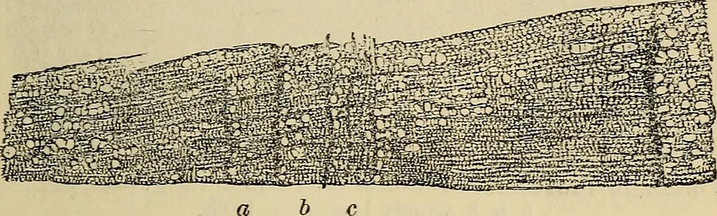 An illustration from The microscope and its revelations, 1881, leaf 510