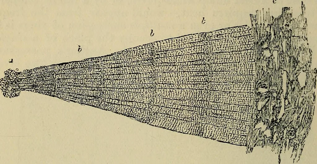 An illustration from The microscope and its revelations, 1881, leaf 511