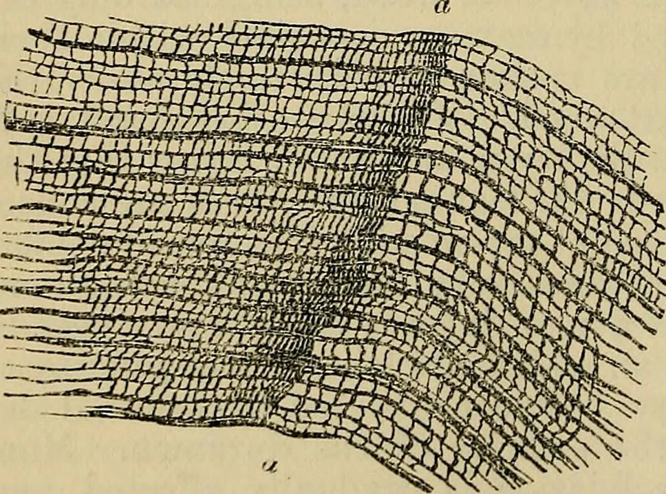 An illustration from The microscope and its revelations, 1881, leaf 511