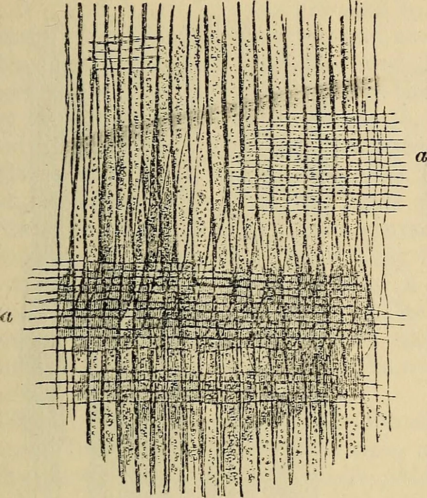 An illustration from The microscope and its revelations, 1881, leaf 512