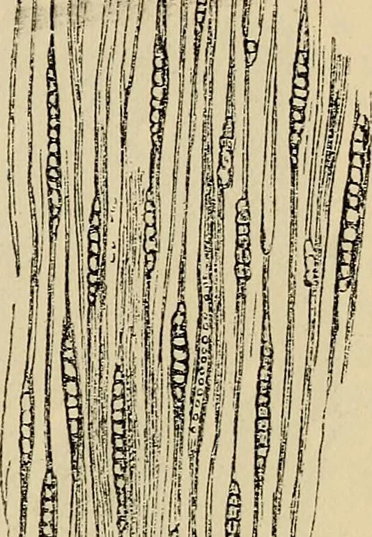 An illustration from The microscope and its revelations, 1881, leaf 512