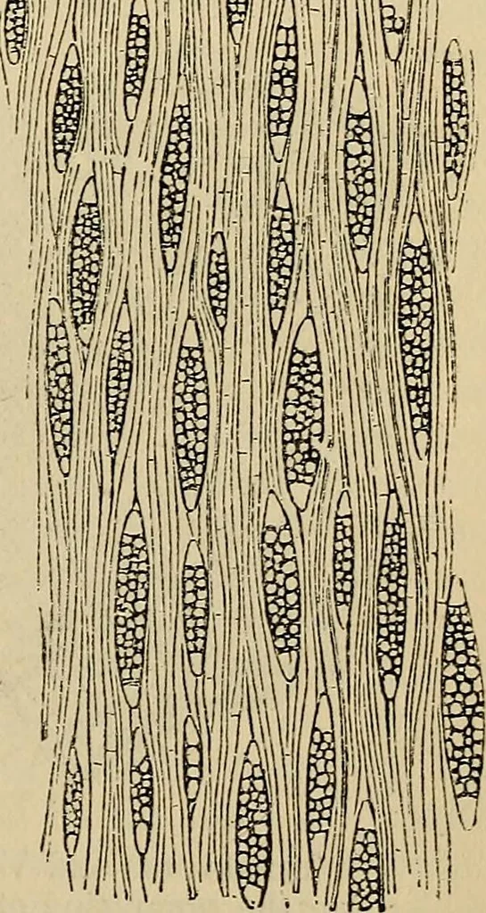 An illustration from The microscope and its revelations, 1881, leaf 512