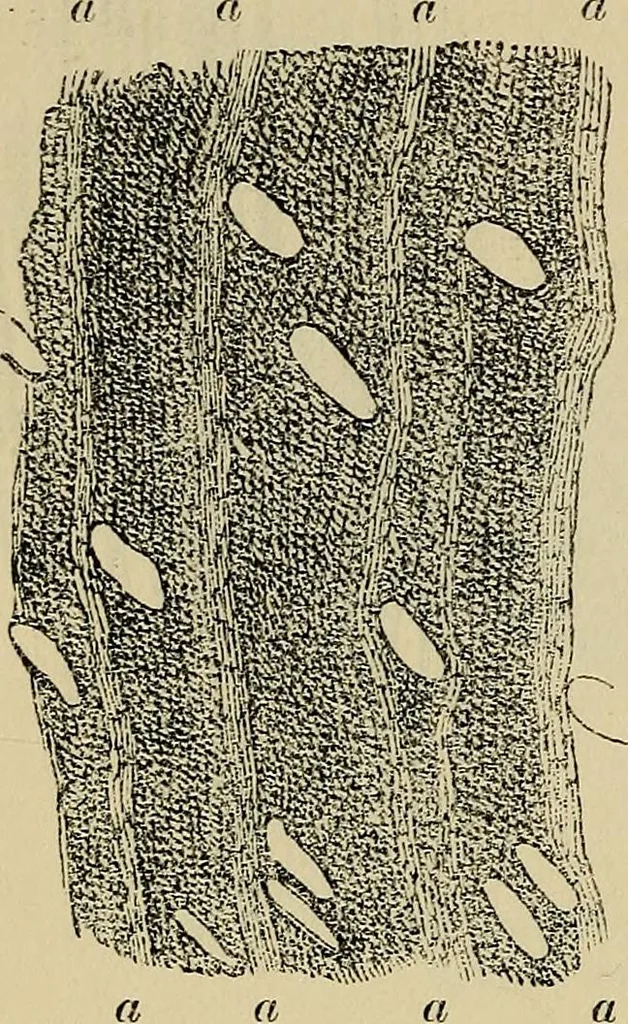 An illustration from The microscope and its revelations, 1881, leaf 513