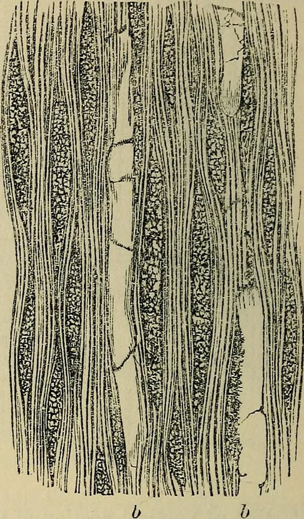 An illustration from The microscope and its revelations, 1881, leaf 513