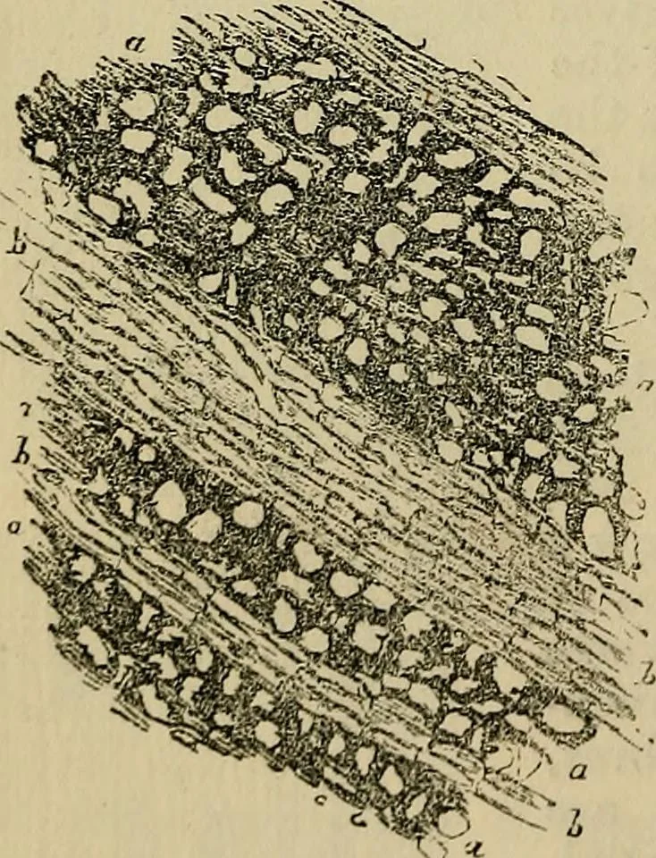 An illustration from The microscope and its revelations, 1881, leaf 513